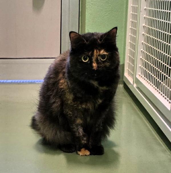 Gigetta Gattina Tartaruga